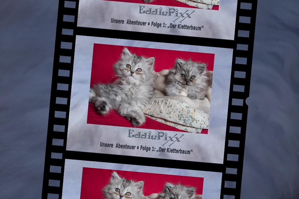 Filmtitel-Kletterbaum