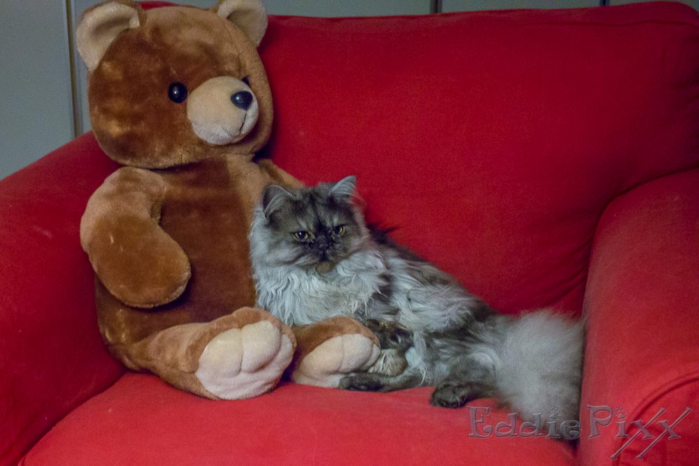 Eddie kuschelt mit dem Teddy
