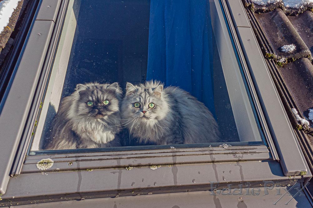 Was ist denn DAS für ein komischer Vogel vor dem Fenster?!?