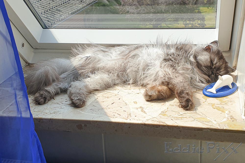 Hach - ein Nickerchen im Sonnenschein...