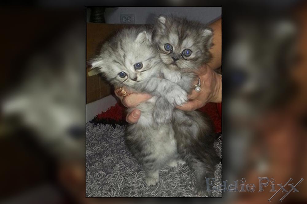 Eine Handvoll Katzen: Vorne Pixx, dahinter Eddie