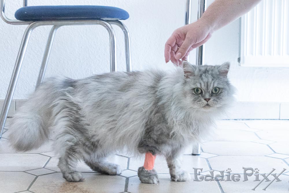 ,,, und dann noch in die Tierklinik zum Blut Abnehmen. Da hilft auch kein bunter Verband.