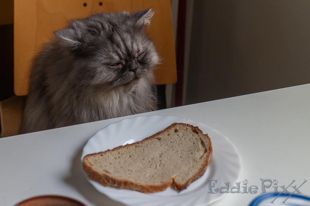 DAS soll mein Frühstück sein? Und dann schon so früh am Tag? Och nööö …