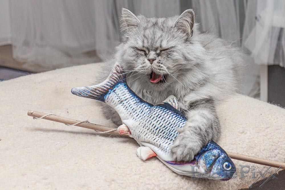 Bäh! Der Fisch schmeckt nicht!