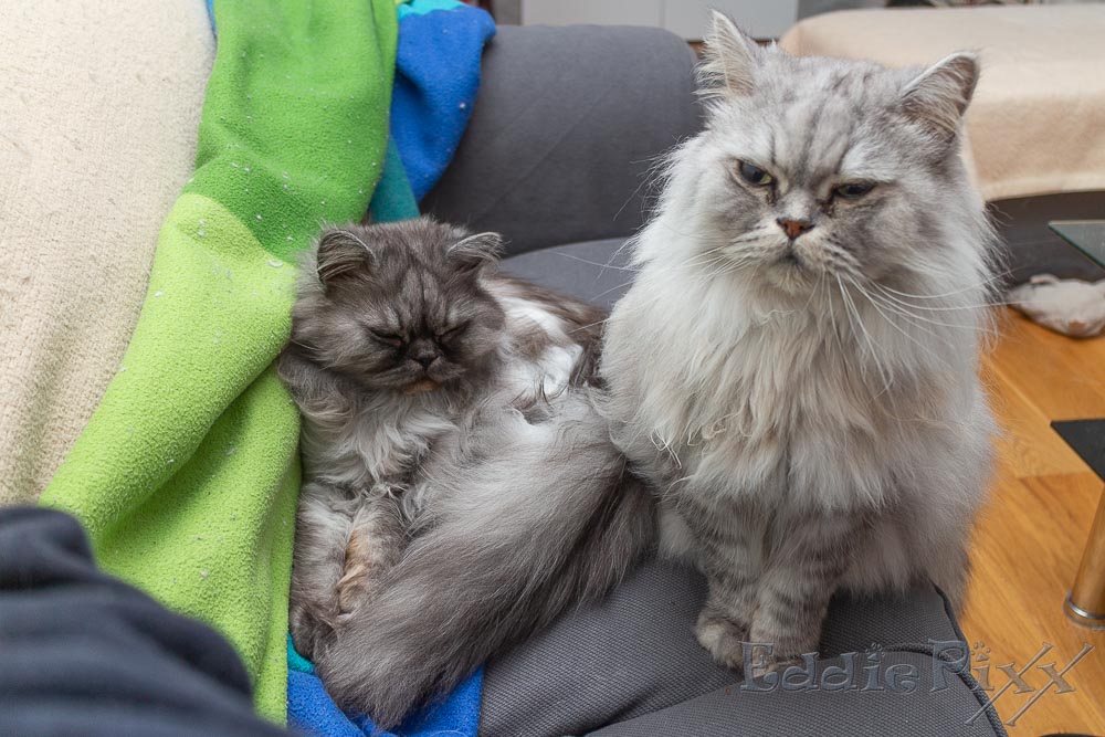 jetzt spielen wir mal „Großer Kater und kleiner Kater“.