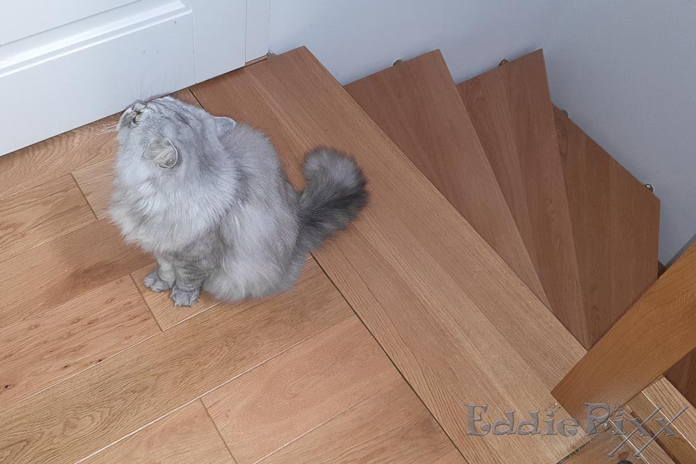 ich bin ein kleines Katerchen und möchte sooo gerne in dieses Büro (da steht nämlich auch noch ein Napf mit lecker Futter)