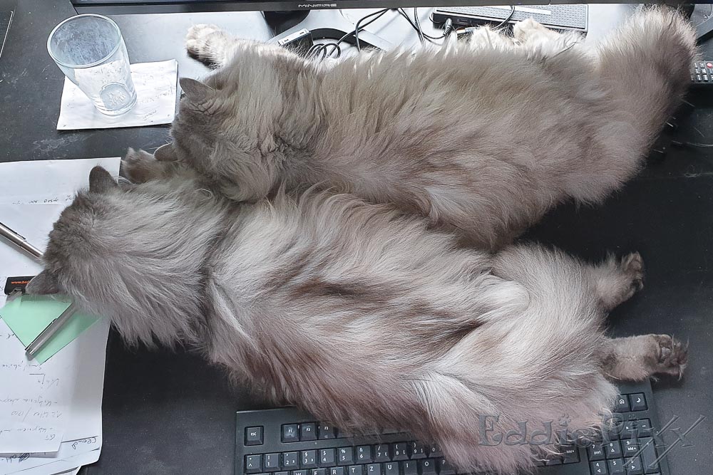 Katzenkinder, 02.07.2025 schon wieder Frondienste im Büro *seufz*