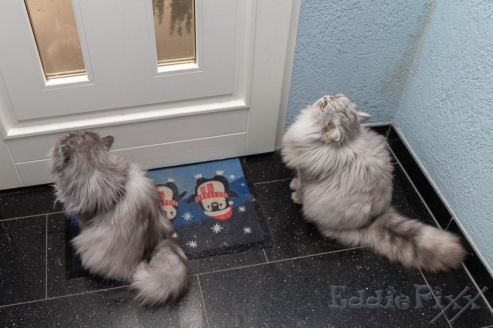 Katzenkinder, 06.07.2025 ... und jetzt wollen wir raus. Los Türklinke, bewege Dich!