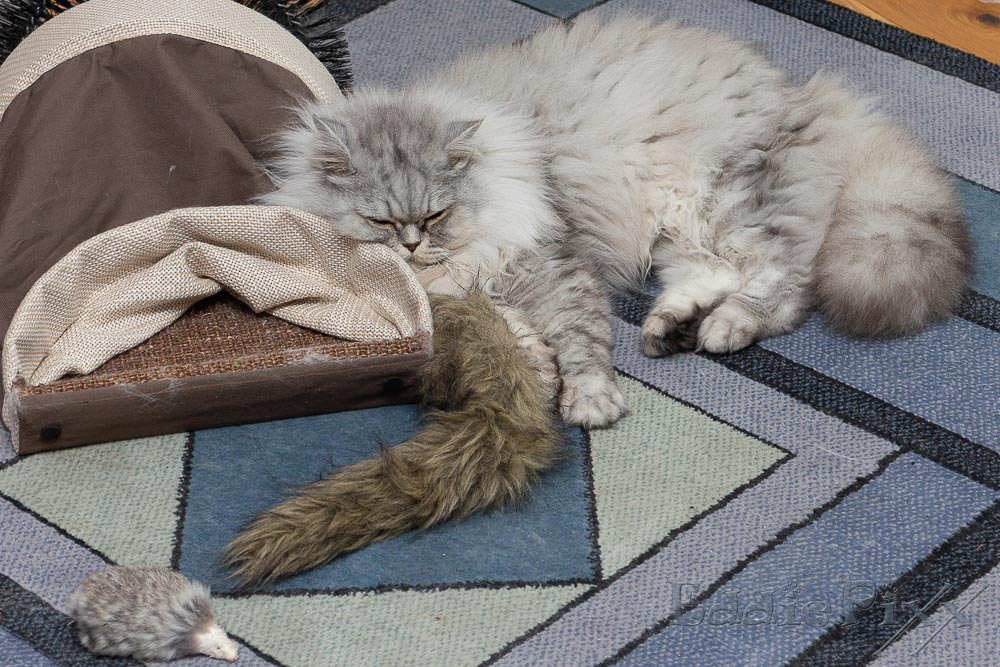 Katzenkinder, 06.07.2025 ... nach der Vorgarten-Inspektion ist dieses Nickerchen mehr als verdient.