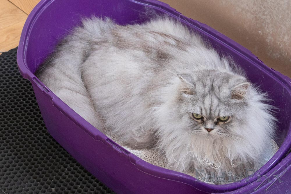 Katzenkinder, 10.07.2025 ja … also irgendwie … habe ich da in meiner Erschöpfung den verkehrten Schlafplatz gewählt.