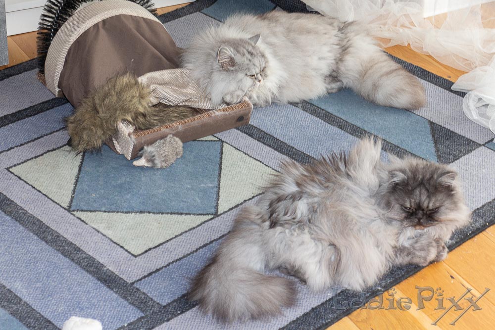 Katzenkinder, 12.07.2025 wie schon angemerkt: Nach der Vorgarten-Inspektion …