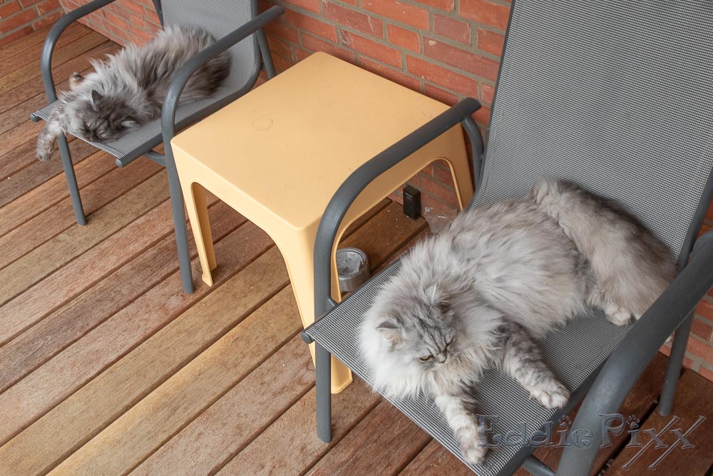 Katzenkinder, 14.07.2025 aber auf dem Balkon gibt es notfalls auch gute Plätze, um den anderen Teil des Gartens zu inspizieren