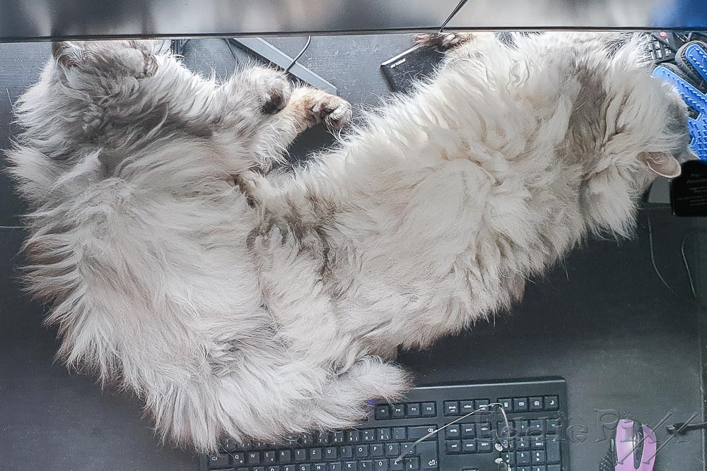 Katzenkinder, 21.07.2025 … wenn wir nicht gerade im BÜro aufpassen müssen, dass dort alles ordnungsgemäß abgearbeitet wird.