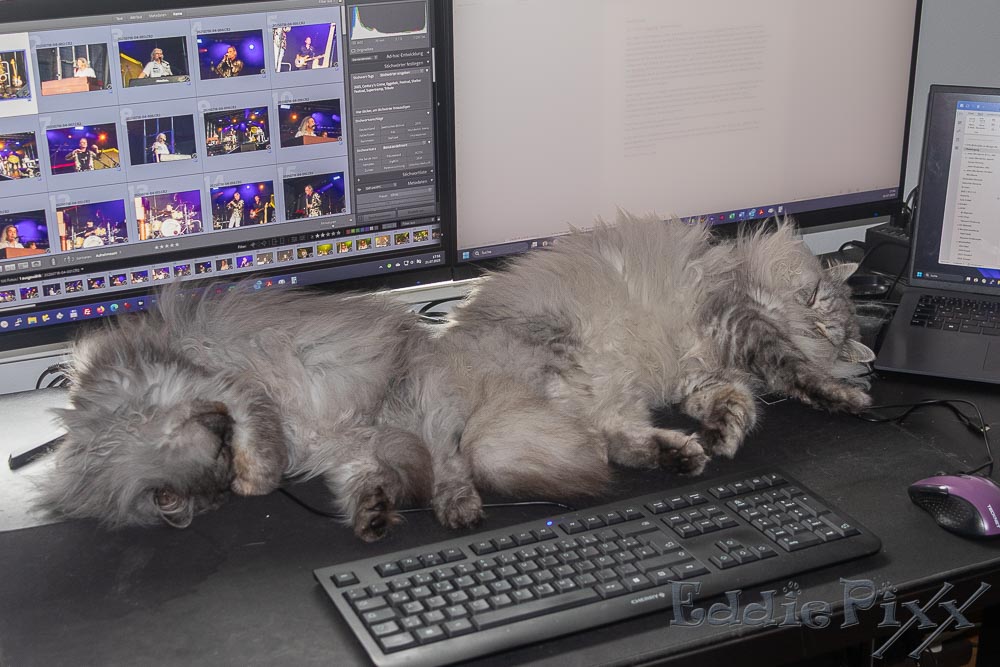 Katzenkinder, 21.07.2025 Das ist natürlich auch sehr anstrengend.