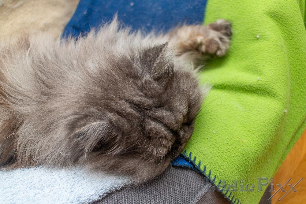 Katzenkinder, 23.07.2025 Endlich Feierabend auf dem Sofa.