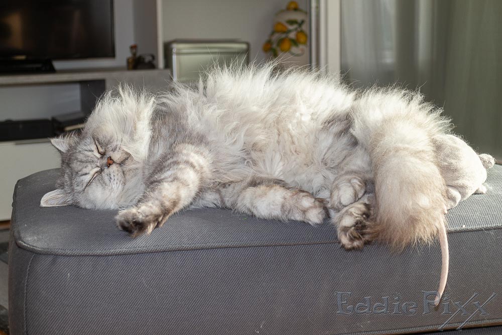 Katzenkinder, 26.07.2025 … oder vor dem Fernseher.