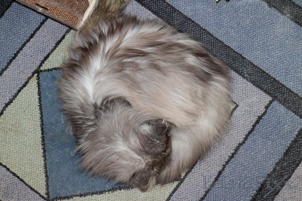 Katzenkinder, 26.07.2025 Mann, bin ich fertig!