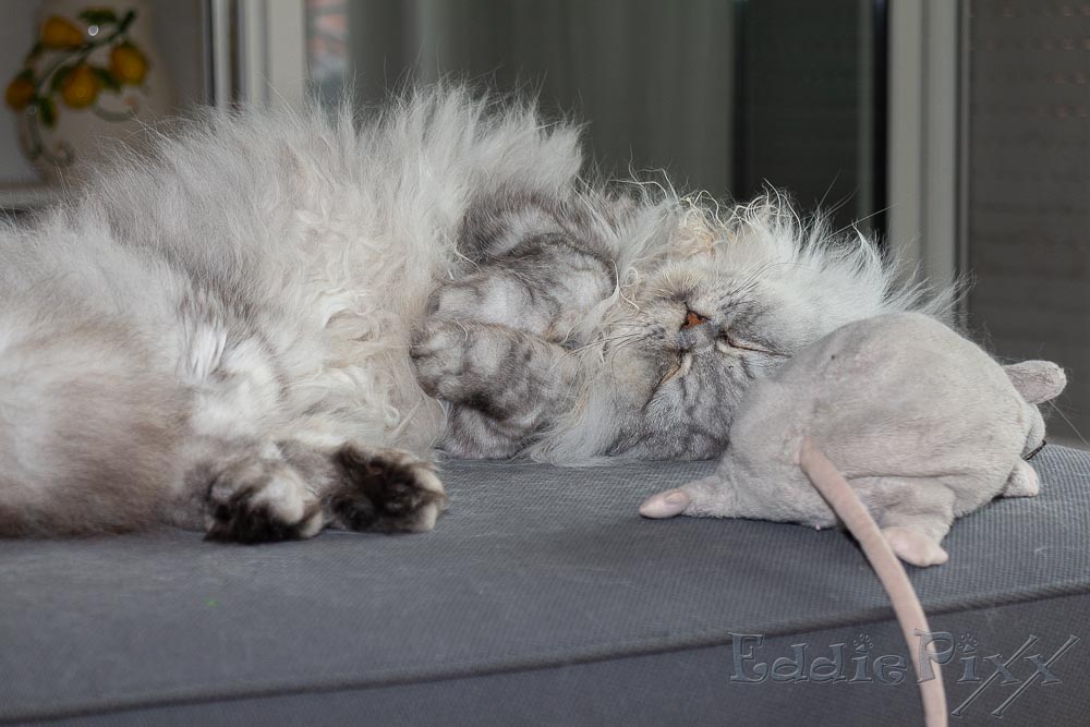 Katzenkinder, 27.07.2025 ich auch