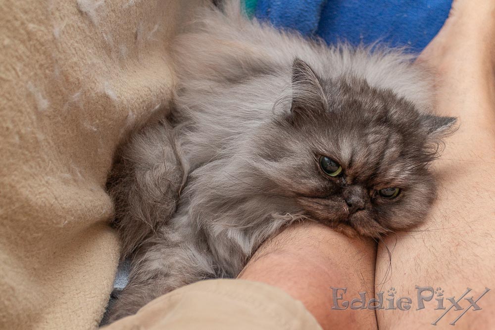 Katzenkinder, 28.07.2025 leider braucht der Zweibeiner auch noch Platz auf dem Sofa.