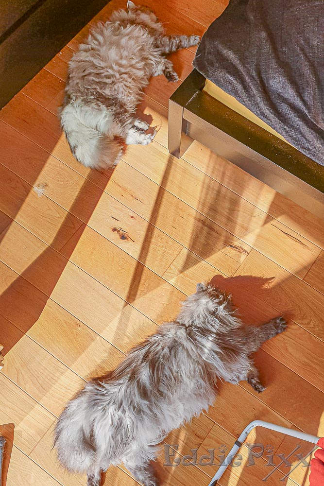 Katzenkinder, 28.07.2025 auf dem Balkon ist es zu warm, also machen wir unser Nickerchen hinter der geöffneten Tür