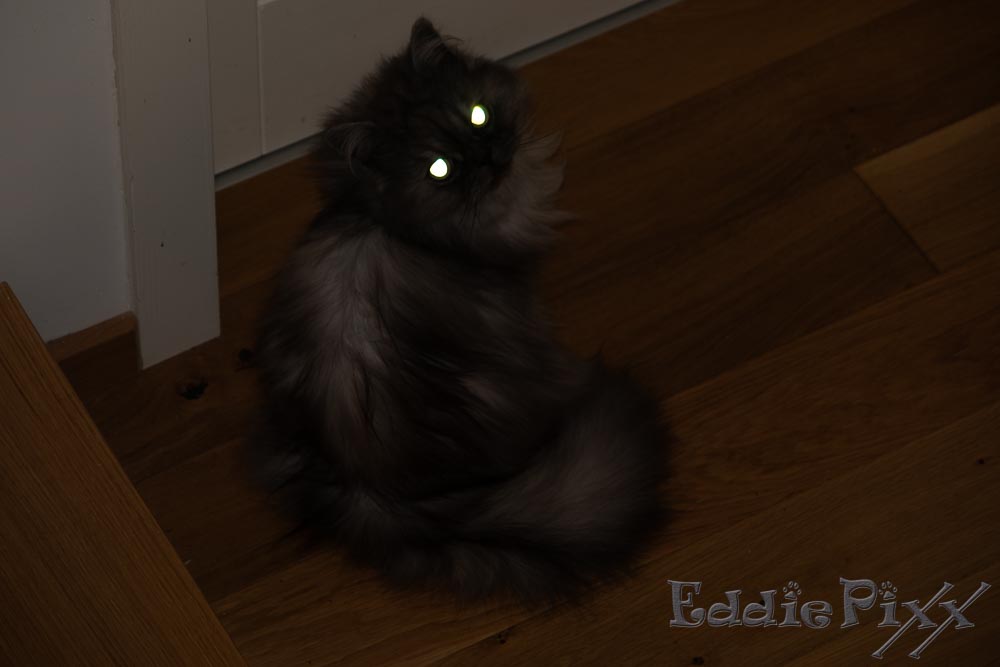 Katzenkinder, 02.11.2025 Es ist immer gut, sich in der dunklen Jahreszeit auf die eigenen Scheinwerfer verlassen zu können.