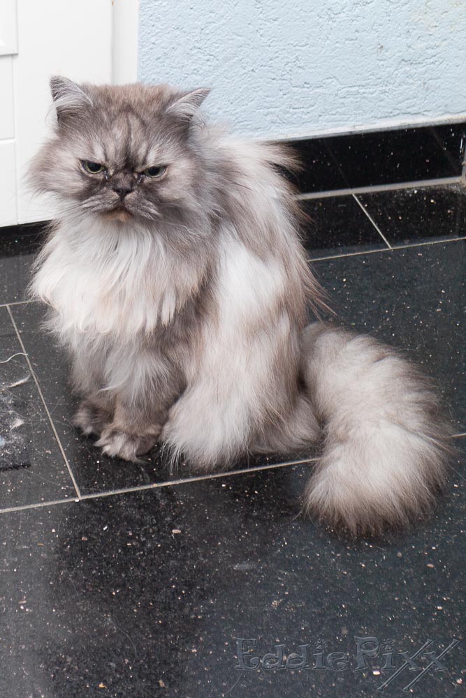 Katzenkinder, 07.11.2025 ... und wenn es hell ist, dann will ich raus. Wann macht mir endlich jemand die Hautür auf?