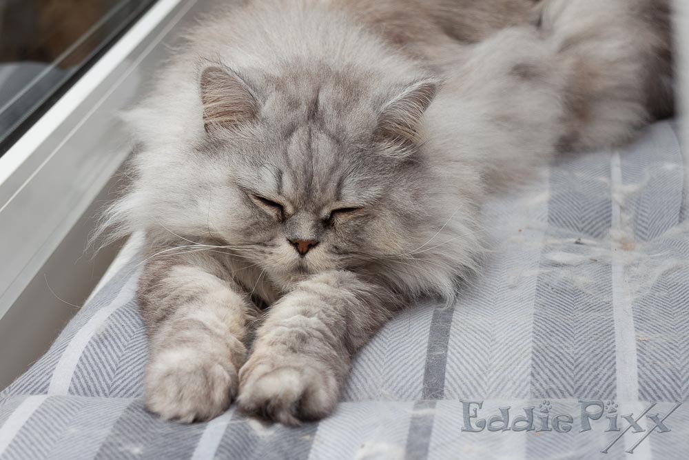 Katzenkinder, 09.11.2025 Geh' Du nur – ich bleibe hier liegen.