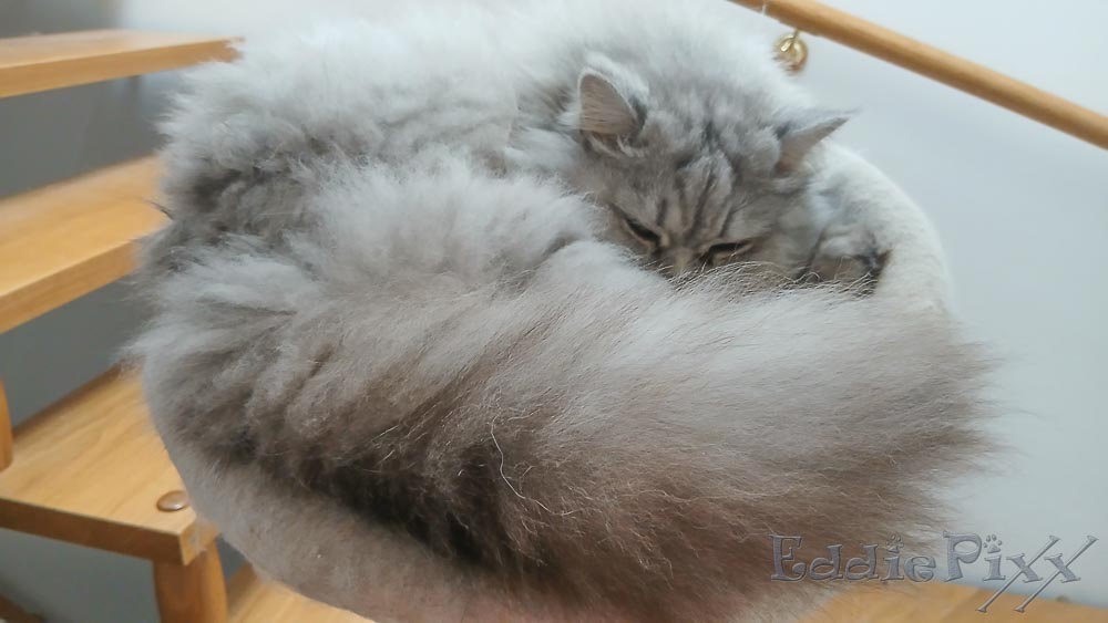 Katzenkinder, 11.11.2025 … oder hier – als „schwebender Kater“