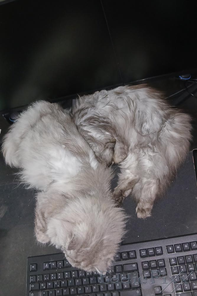 Katzenkinder, 11.11.2025 Boah! Immer diese Schufterei im Büro!