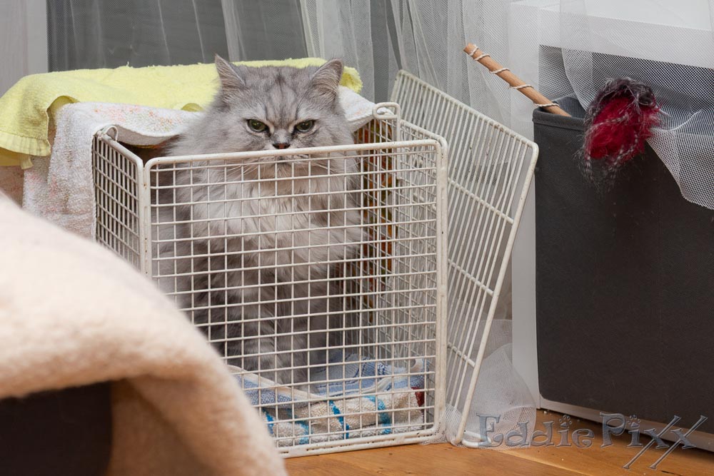 Katzenkinder, 18.11.2025 Jährliche Inspektion beim Tierarzt? Ok, ich wäre dann reisefertig.