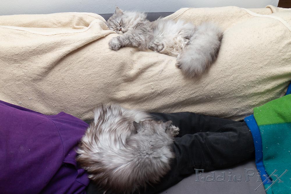 Katzenkinder, 25.11.2025 Uff! Der Tierarztbesuch war anstrengend – wir sind völlig fertig.