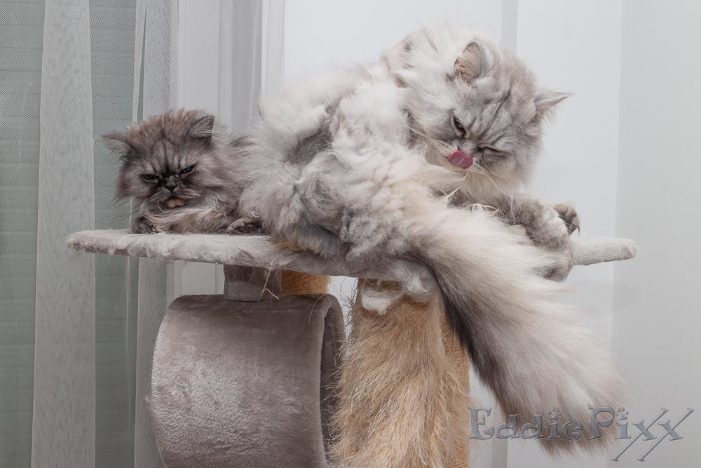 Katzenkinder, 27.11.2025 nur noch den Schenkel waschen, dann lege ich mich auch schlafen.