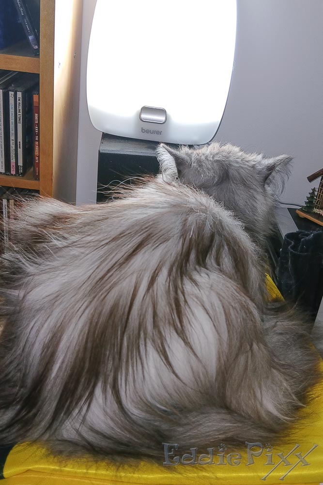 Katzenkinder, 28.11.2025 … apropos „dunkle Jahreszeit“: Ich liebe diese Tageslicht-Lampe!