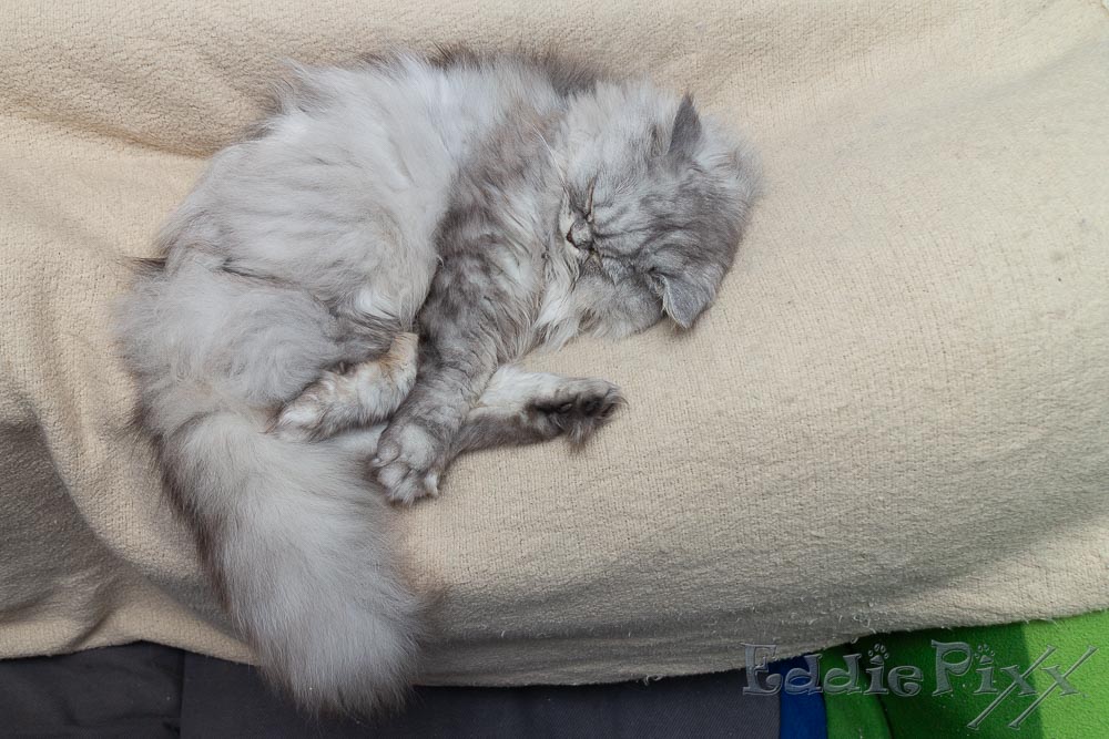 Katzenkinder, 02.12.2025 Dezember? Schlafenszeit.