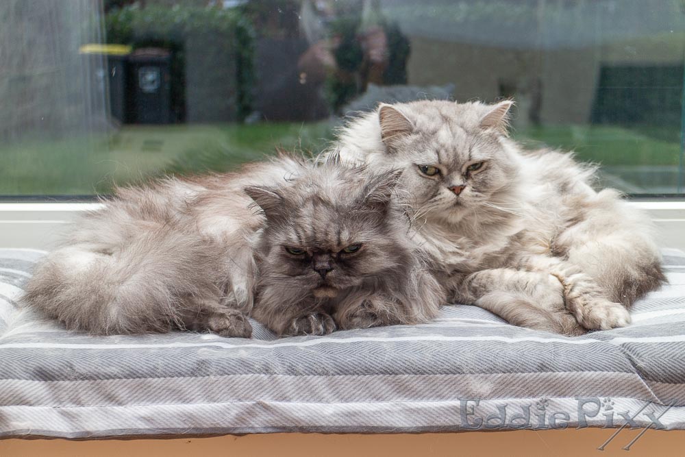 Katzenkinder, 14.12.2025 aber hier auf der Fensterbank wollen wir jetzt eigentlich schlafen.