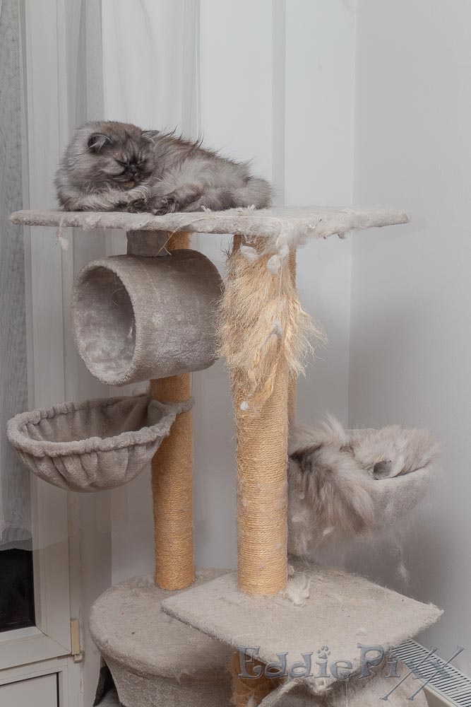 Katzenkinder, 23.12.2025 oder wir liegen hier auf unserem „Affenbaum“ (Es ist schließlich immer noch Dezember.)