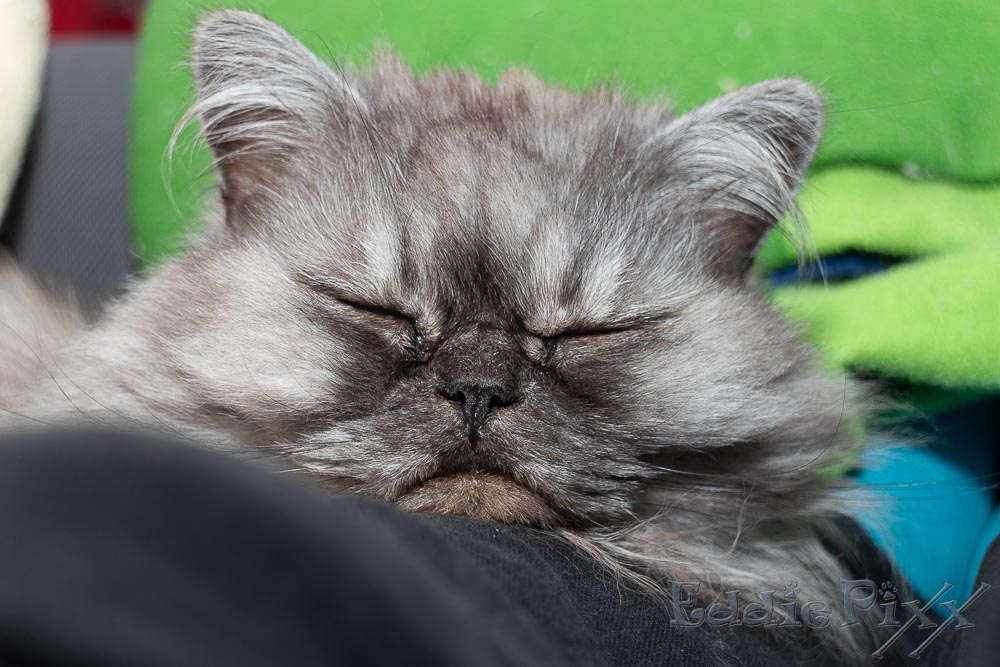 Katzenkinder, 24.12.2025 ... und dann: Schlafen!