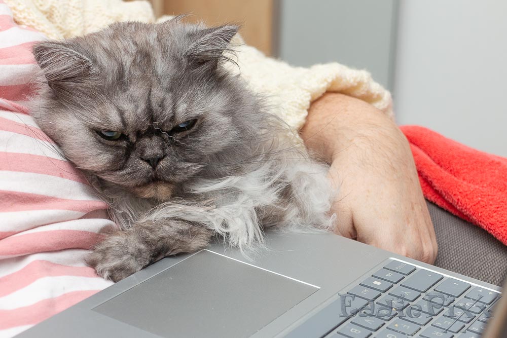 Katzenkinder, 29.12.2025 das da auf dem Laptop-Schirm ist irgendwie auch ermüdend