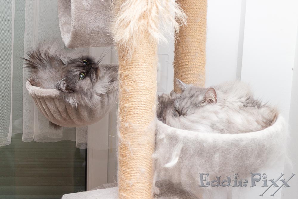 Katzenkinder, 03.01.2026 zwei Schlafmützen in zwei Schlafmützen