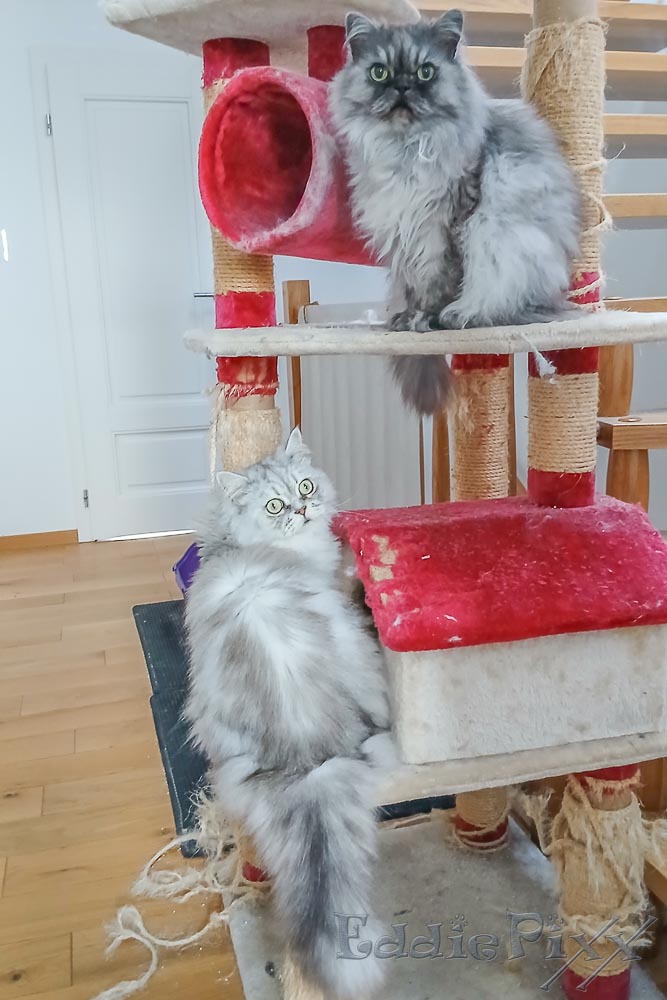 Katzenkinder, 10.01.2026 wir leben im Luxus: Auch in der 1. Etage steht ein „Affenbaum“ für uns