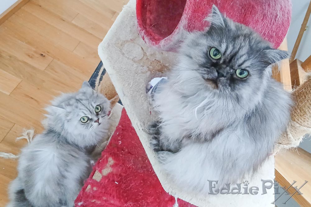 Katzenkinder, 10.01.2026 … der schon ein wenig ramponiert ist.