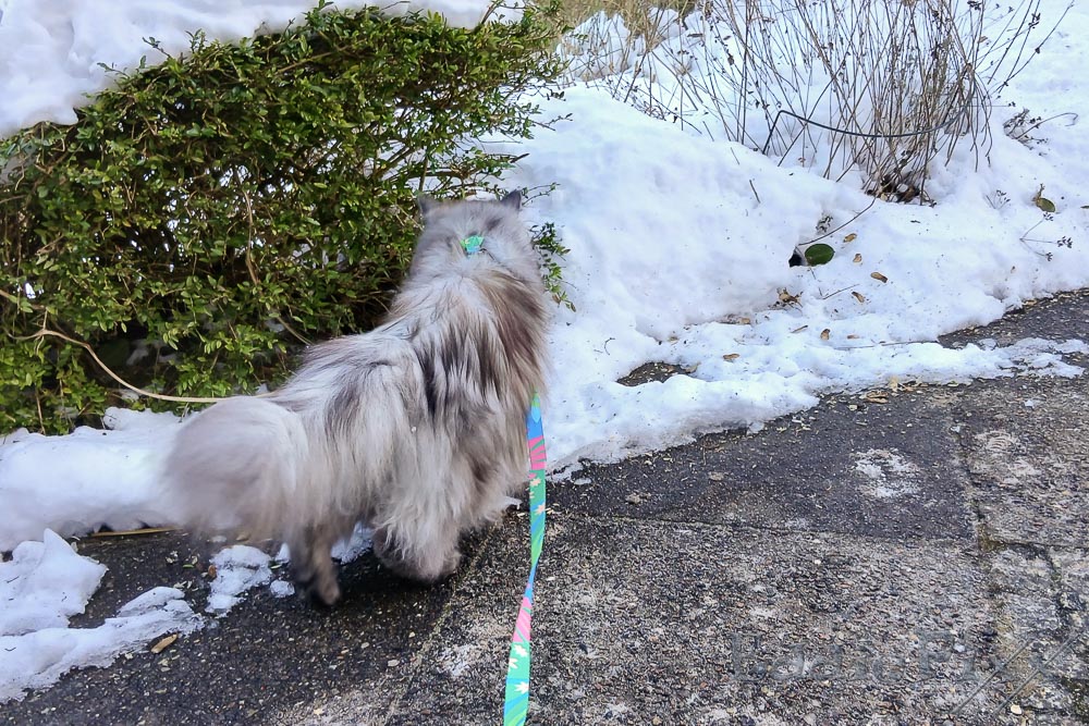 Katzenkinder, 10.01.2026 huch?!? Schnee? Spannend …