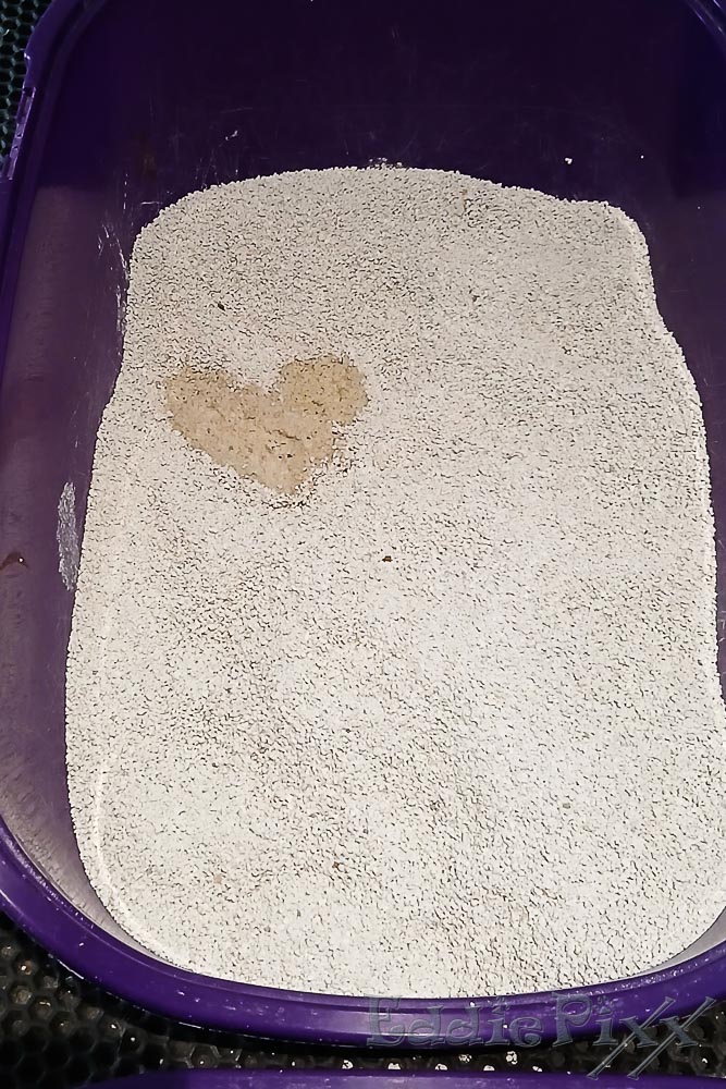 Katzenkinder, 19.01.2026 wir haben uns wieder einmal im "Kunst-Pieseln“ versucht