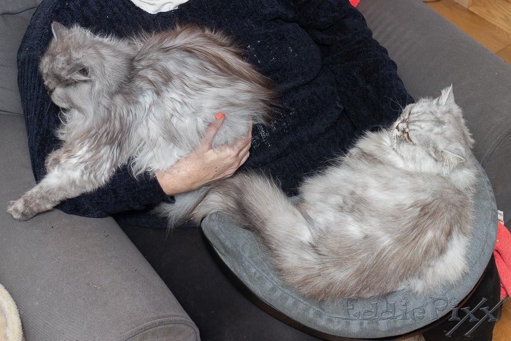 Katzenkinder, 30.01.2026 Kuscheln mit der Zweibeinerin