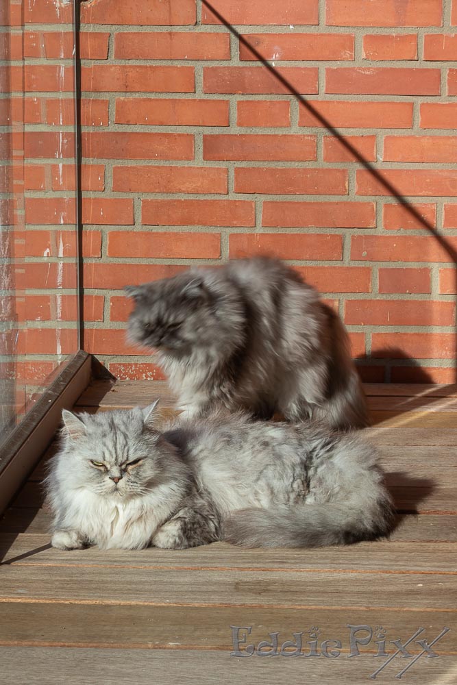 Katzenkinder, 02.03.2026 Die erste Frühlingssonne auf dem Balkon.