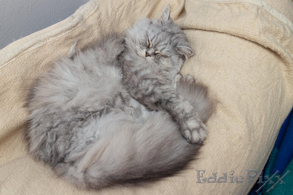 Katzenkinder, 04.03.2026 … danach darf er aber wieder auf das Sofa.