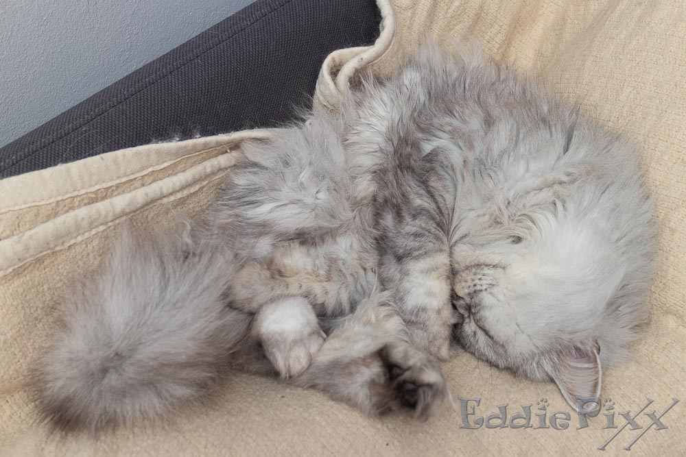 Katzenkinder, 05.03.2026 … und sieht nach einiger Zeit wieder aus wie ein abgestürztes UFO.