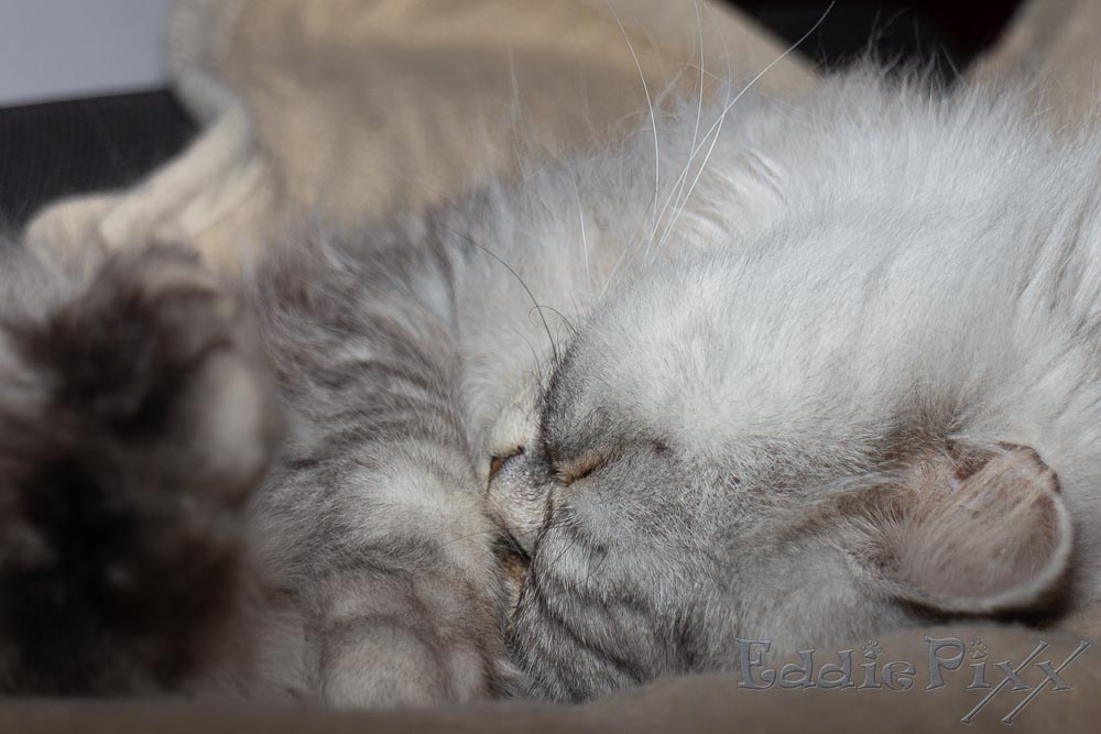 Katzenkinder, 05.03.2026 Chrrrrrr …