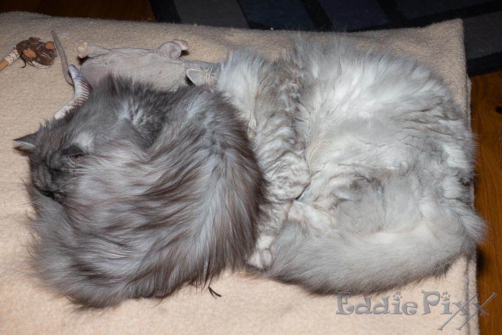 Katzenkinder, 12.03.2026 Sofa-Schnarchen geht übrigens auch im Duett.