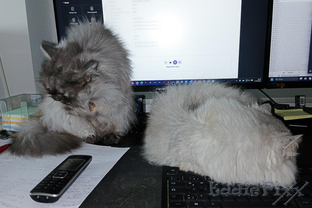 Katzenkinder, 17.03.2026 Einer arbeitet hart, der Andere macht mal kurz Beauty-Pause.